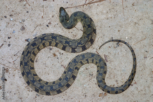 Looking down on a large adult diamondback water snake (Nerodia rhombifer) seen in east Texas. 