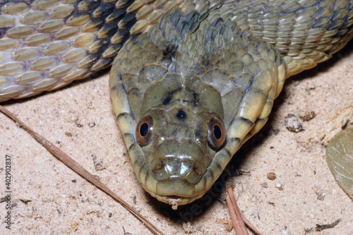 Close-up view of the head of a Diamondback Water Snake that is flattening its head in a defensive posture. These snakes are nonvenomous, but are often mistaken for the venomous cottonmouth snake.