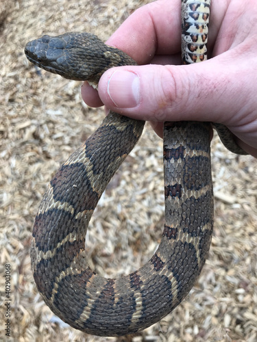 Obraz na płótnie A northern water snake (Nerodia sipedon) safely held in a person's hand