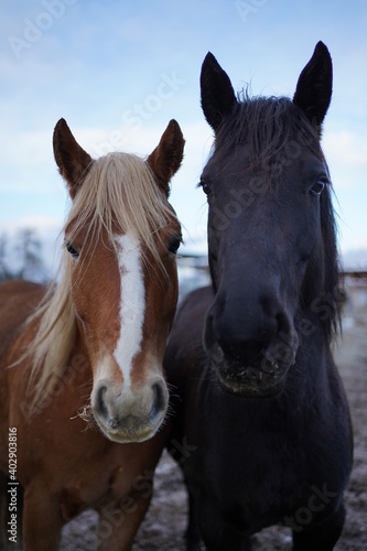 braunes und schwarzes Pferd zusammen