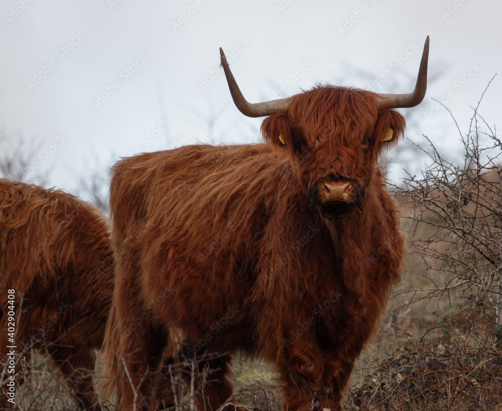 a dark red scottish highland cow with horns staring into the camera a dark red scottish highland cow with horns staring into the camera