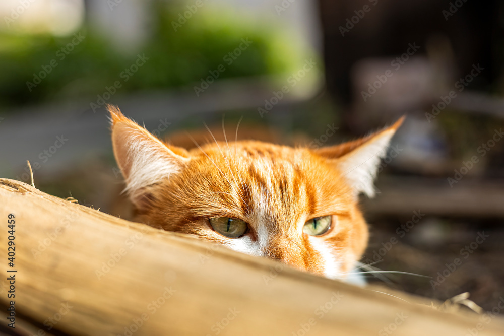 Obraz premium Cat that sees a threat is preparing for a jump, a cats emotions close up. Cute red white cat