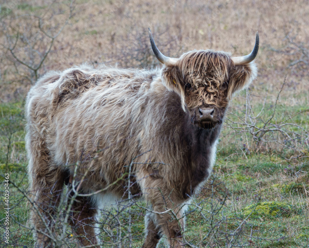 a beautiful white blue grey and tan scottish highland cow looks inquisitively into camera a beautiful white blue grey and tan scottish highland cow looks inquisitively into camera