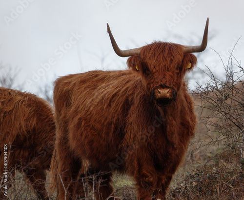 a dark red scottish highland cow with horns staring into the camera © Martin