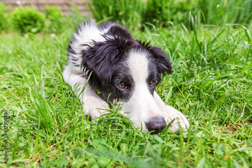 Funny outdoor portrait of cute smilling puppy dog border collie lying down on green grass lawn in park or garden background © Юлия Завалишина