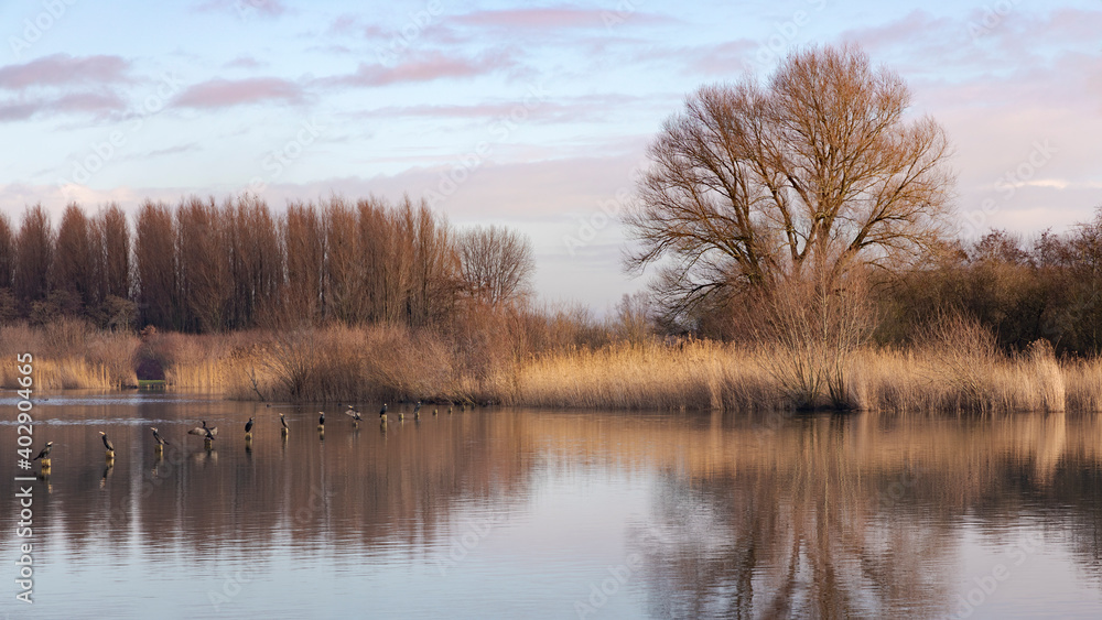 golden reeds along the edge of a lake on a winter day, row of cormorants golden reeds along the edge of a lake on a winter day, row of cormorants