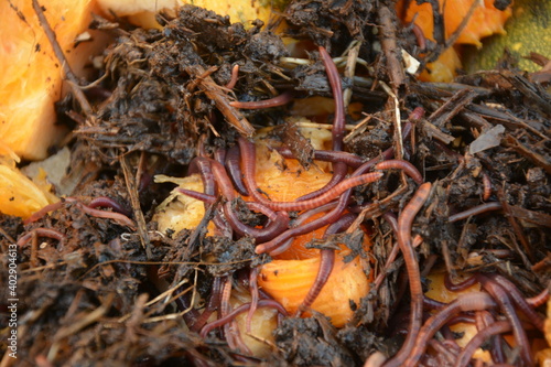 Earthworms for organic farming and agriculture, dew worms photo