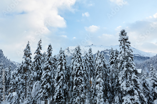 Fir trees covered with snow in a mountain forest. Landscape with a forest with snow mountain view