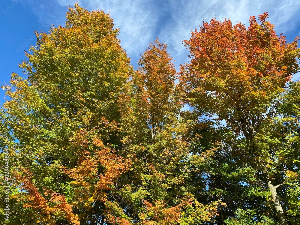 Fall colored trees against blue sky with wispy clouds