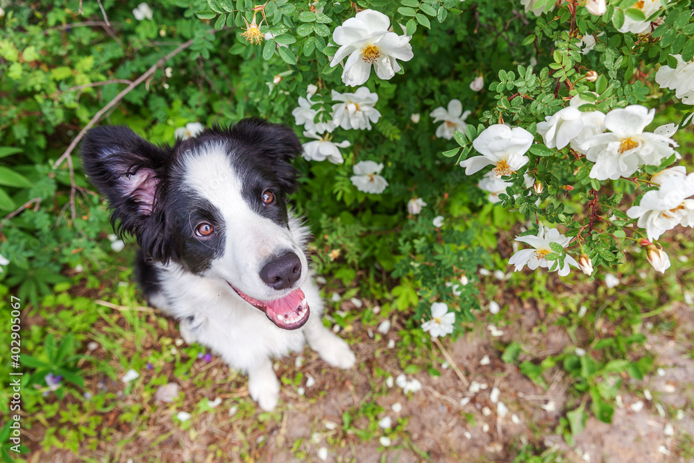 Outdoor portrait of cute smilling puppy border collie sitting on park or garden flower background. New lovely member of family little dog on a walk. Pet care and funny animals life concept.