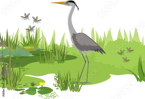 Grey heron (Ardea cinerea), flying mosquitoes and abstract marsh landscape with green plants