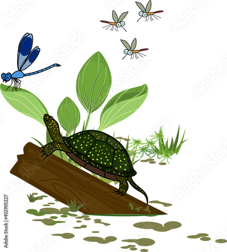 Scene of pond life: marsh turtles on log, flying mosquitoes and blue dragonfly isolated on white background