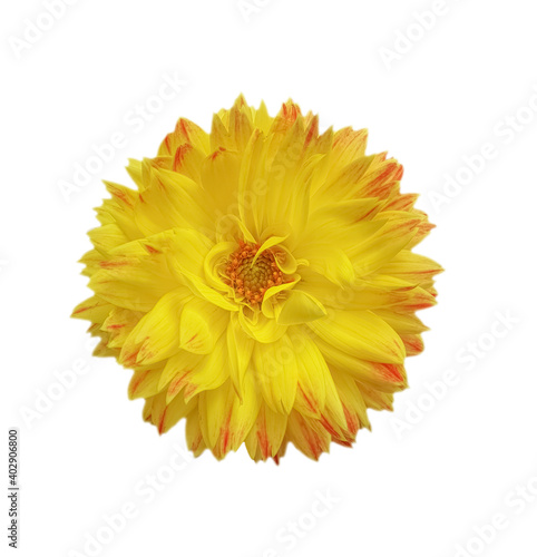 yellow beautiful flower