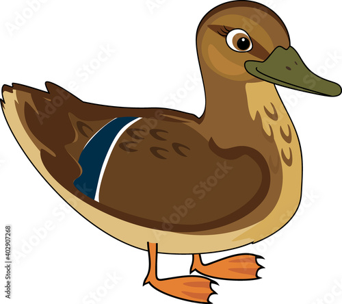 Cartoon female mallard (Anas platyrhynchos) in nuptial plumage isolated on white background