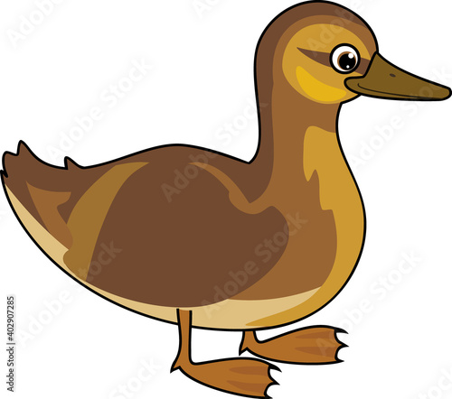 Cartoon juvenile mallard or wild duck (Anas platyrhynchos) isolated on white background