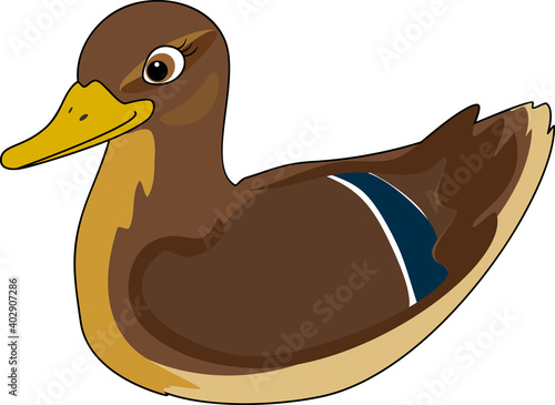 Cartoon female mallard (Anas platyrhynchos) in nuptial plumage isolated on white background	