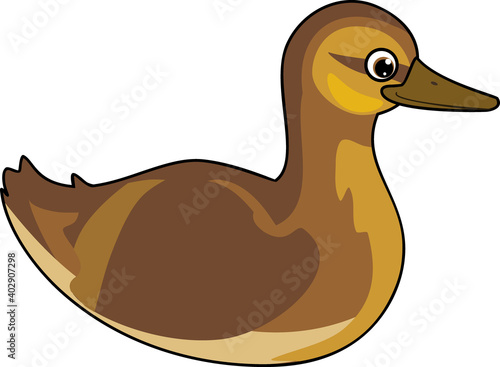 Cartoon juvenile mallard or wild duck (Anas platyrhynchos) afloat isolated on white background