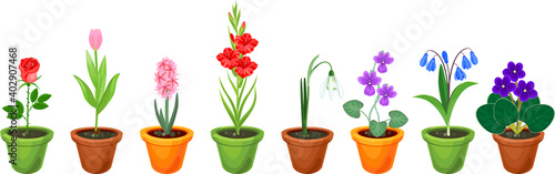 Set of different species of garden flowers in flowerpots isolated on white background