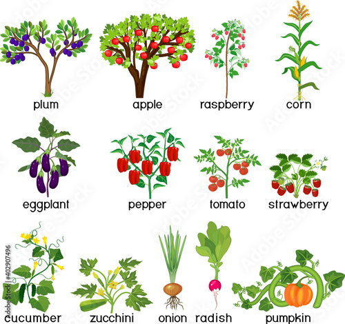 Agricultural plants. Set of different vegetable and fruit plants and trees with green leaves and harvest isolated on white background