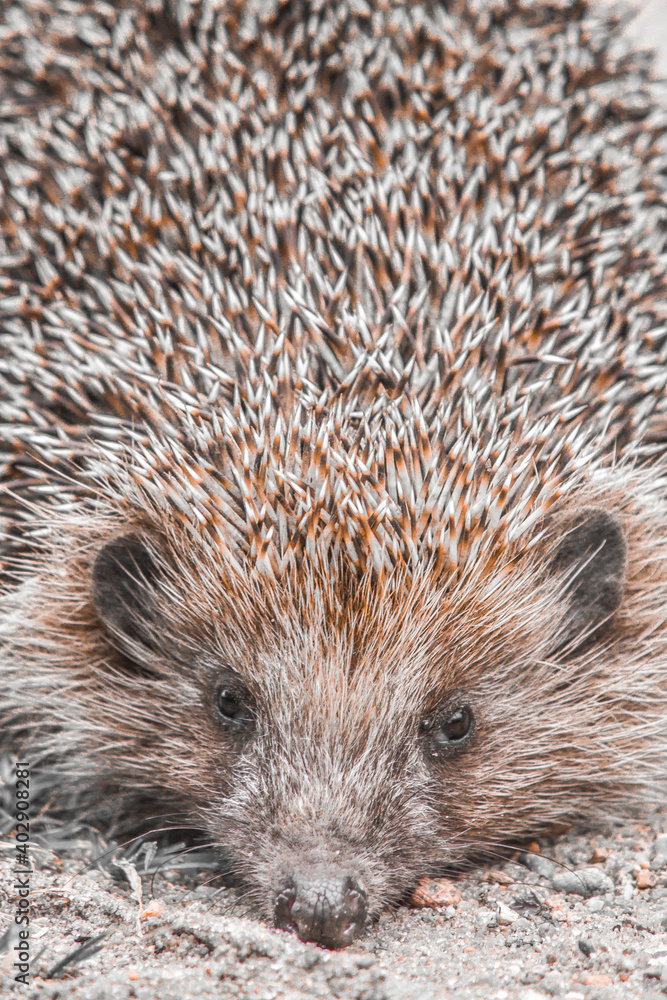 Fototapeta premium hedgehog on the ground thorns