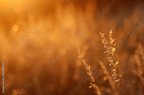 Plant and golden sunset
