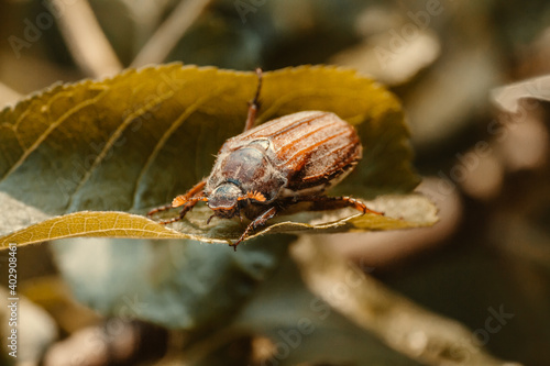 Melolontha chafer beetle leaf nature insect bug