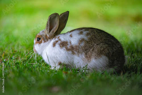 Hidden rabbit on a green meadow
