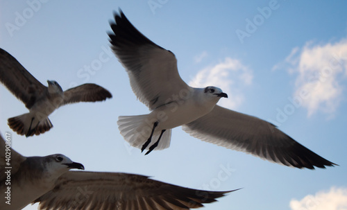 Grupo de gaviotas volando en el cielo con sus alas expandidas