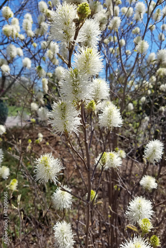 Blooming white Witch Alder shrub in spring photo