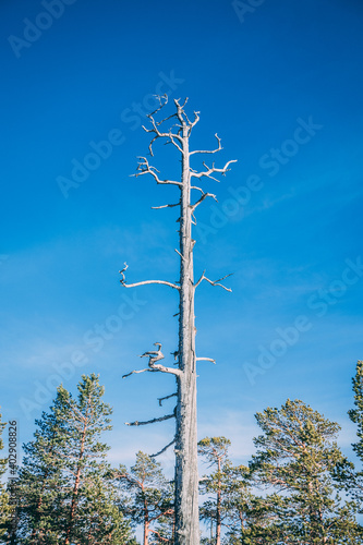 tall tree in the forest
