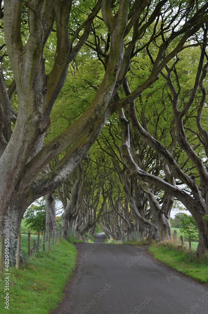 Fototapeta premium Dark Hedges in Irland