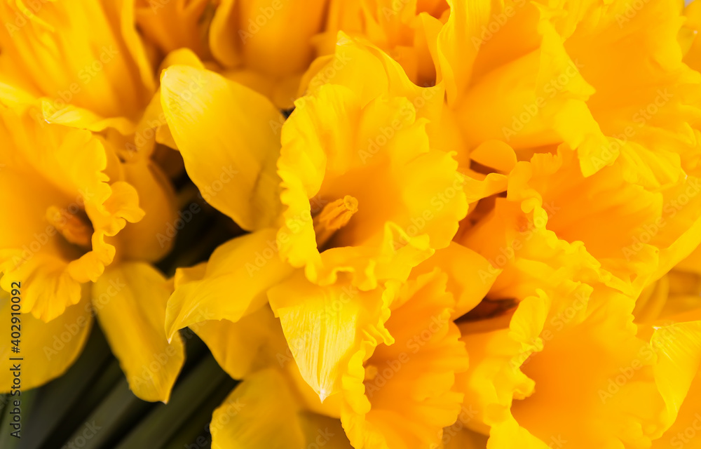 Fototapeta premium Beautiful bouquet of spring yellow narcisus flowers or daffodils
