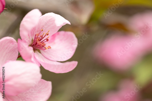 Close-up of pink Apple blossoms. An image for creating a calendar  book  or postcard. Selective focus.
