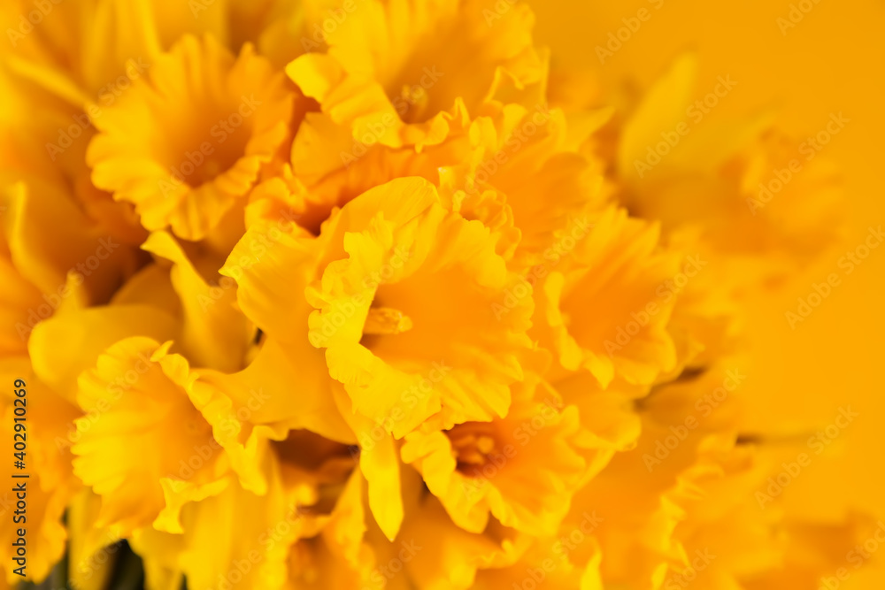 Beautiful bouquet of spring yellow narcisus flowers or daffodils on yellow bright background Beautiful bouquet of spring yellow narcisus flowers or daffodils on yellow bright background