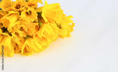 Beautiful bouquet of spring yellow narcisus flowers or daffodils on white background.