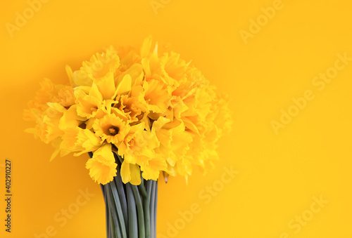 Fototapeta Naklejka Na Ścianę i Meble -  Beautiful bouquet of spring yellow narcisus flowers or daffodil plants on bright yellow background.