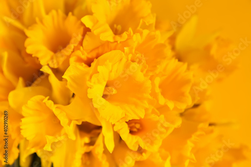 Beautiful bouquet of spring yellow narcisus flowers or daffodils on yellow bright background © pictures_for_you