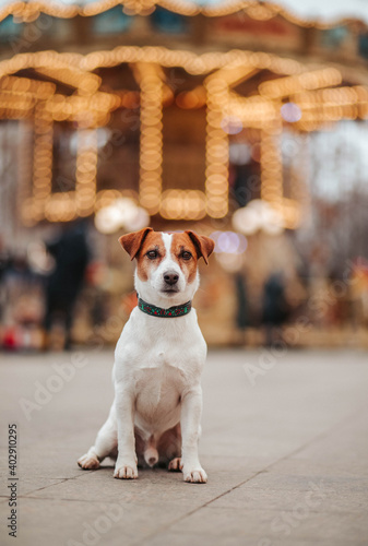 dog sitting jack russell portrait in the city
