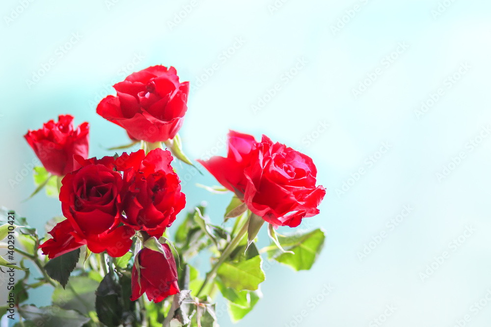 Obraz premium Red rose flowers on blue background