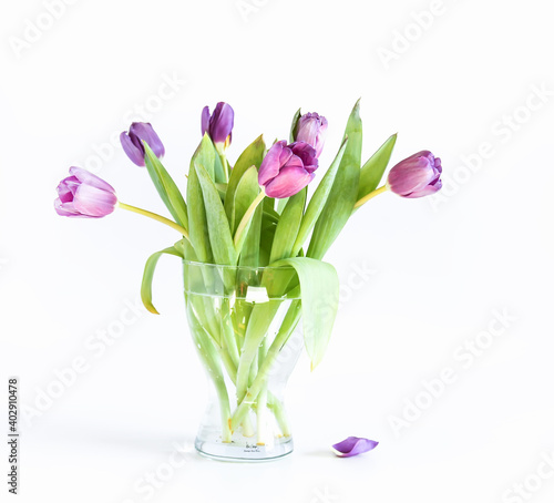 Purple tulips in vase