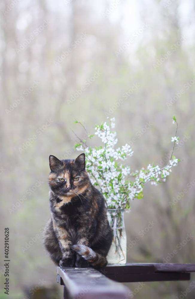 Multicolored cat sitting on wooden railing near the spring bouquet of cherry tree branches Multicolored cat sitting on wooden railing near the spring bouquet of cherry tree branches