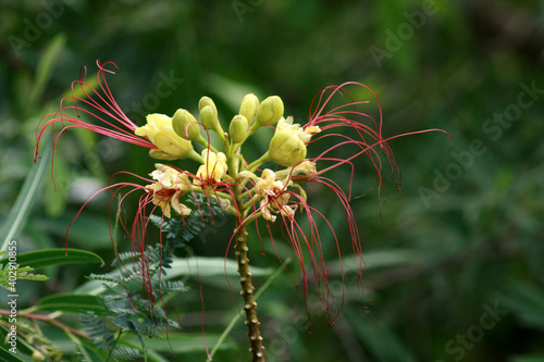 Barba de chivo - Caesalpinia gilliesii photo