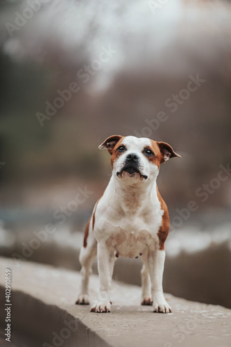 Staffy portrait dog