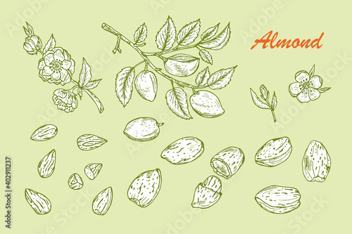 Hand drawn Almonds set: Branches with leaves and immature fruit. Blossoming almond. Nuts and kernels. Vector illustration.
