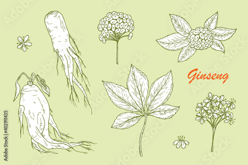 Medicinal plants Set. Root, Leaves, Berries and Flowers Panax Ginseng. Alternative medicine. Biological additives. Traditional herbal therapy. Vector illustration
