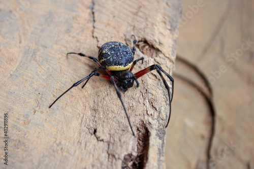 Spider sitting on a wood plank
