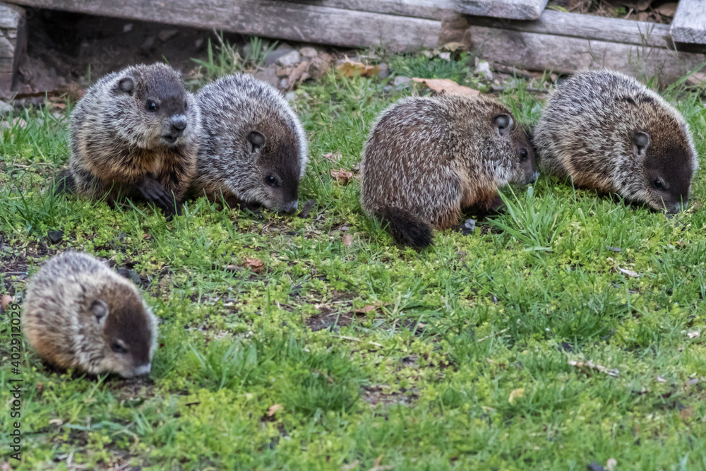 Young Groundhog kit, Marmota monax, eating grass near shed in springtime Young Groundhog kit, Marmota monax, eating grass near shed in springtime