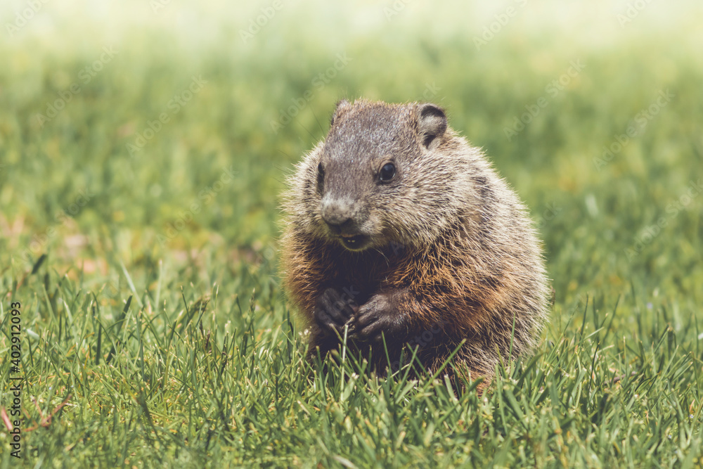 Young Groundhog kit, Marmota monax, walking in green grass in springtime Young Groundhog kit, Marmota monax, walking in green grass in springtime