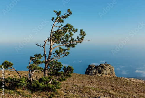 View from the mountain to the sea and blue sky. Pine on the background of the mountain. © Galina