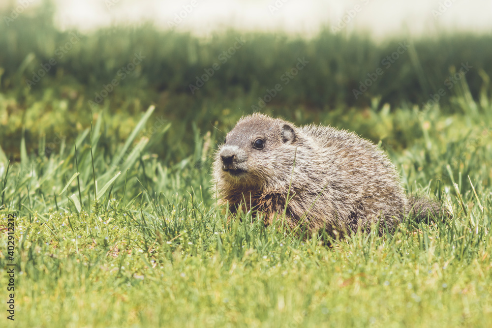 Young Groundhog kit, Marmota monax, facing left, walking in green grass in springtime
